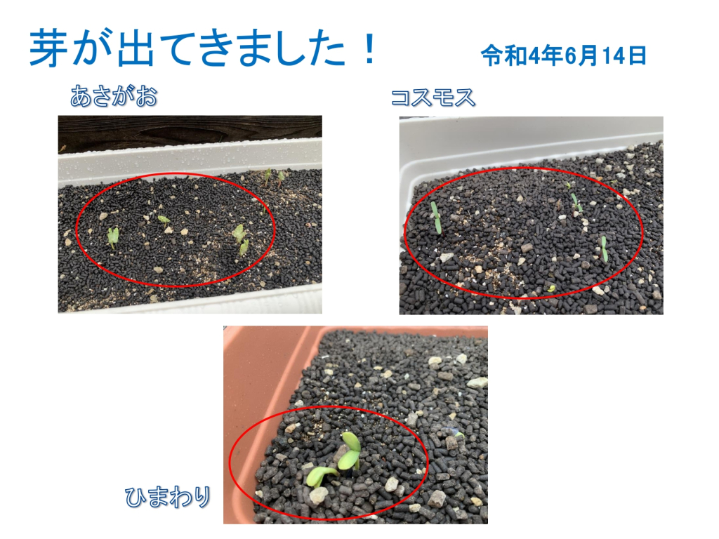 瀬ヶ崎小学校と花の種植えをして交流をしました。