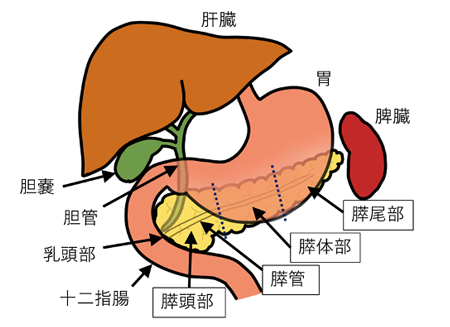 切除可能膵がんに対する手術①