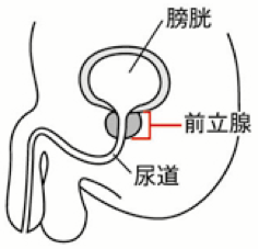 前立腺